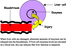 What does it mean if your liver enzymes are elevated?